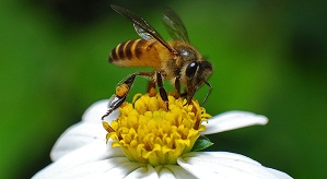 honey bee and flower in the gardens